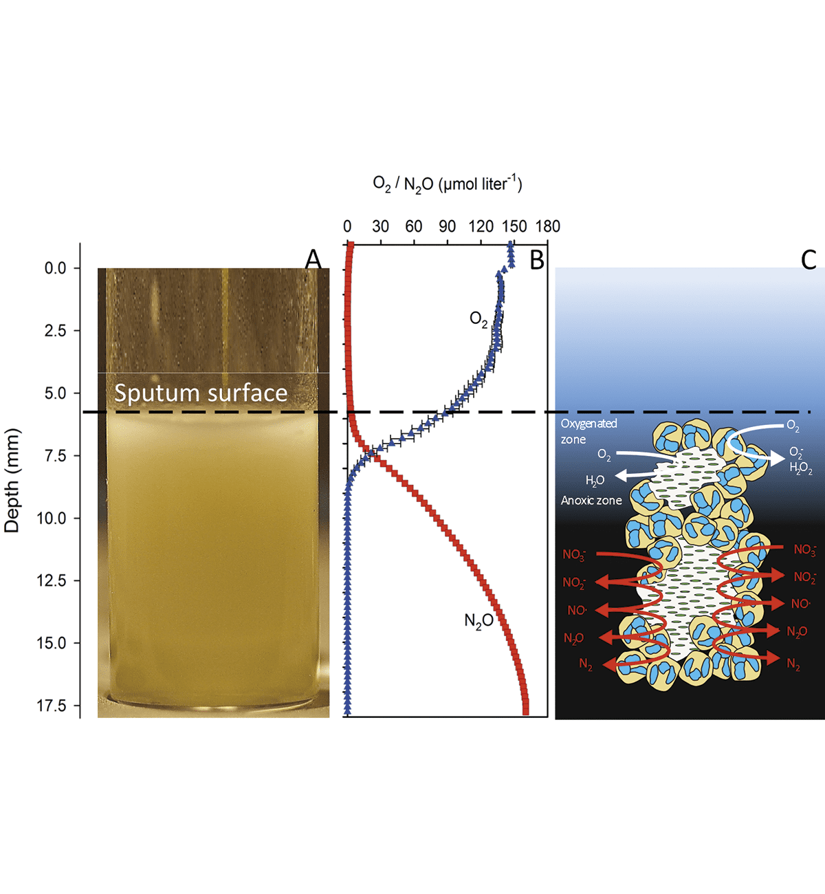 Biofilm – O2 + N2O in samples from CF patients – figure_1400x800