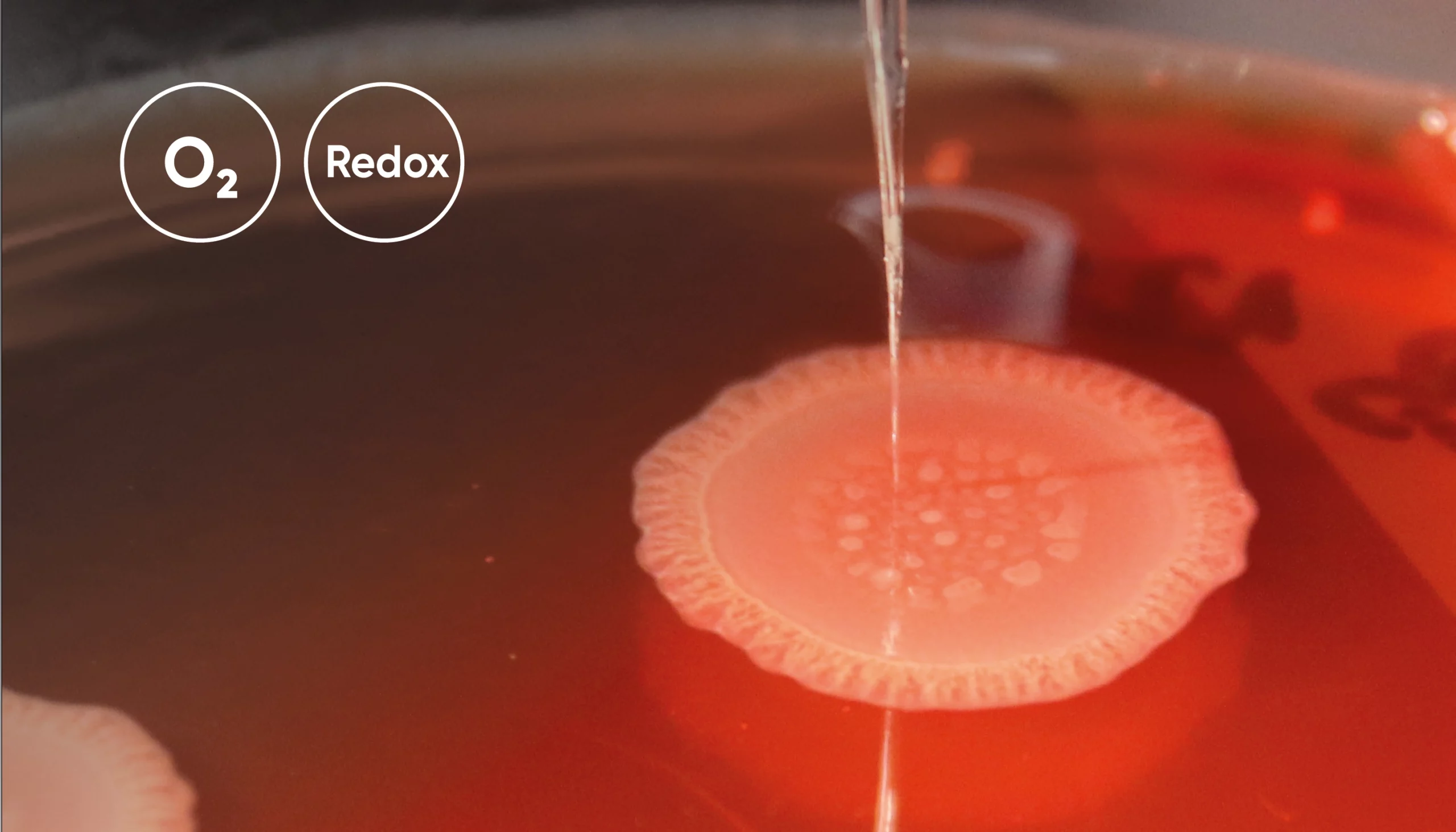 Biofilm – Oxygen and Redox Potential in P. Aeruginosa