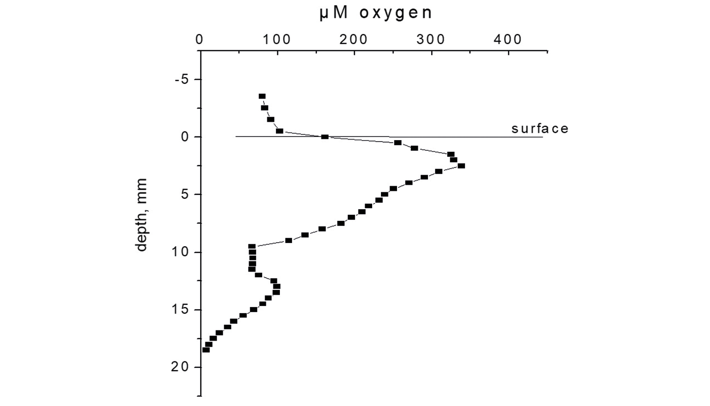 Fig. Rødehavet, Canfield og Ketil_1400x800