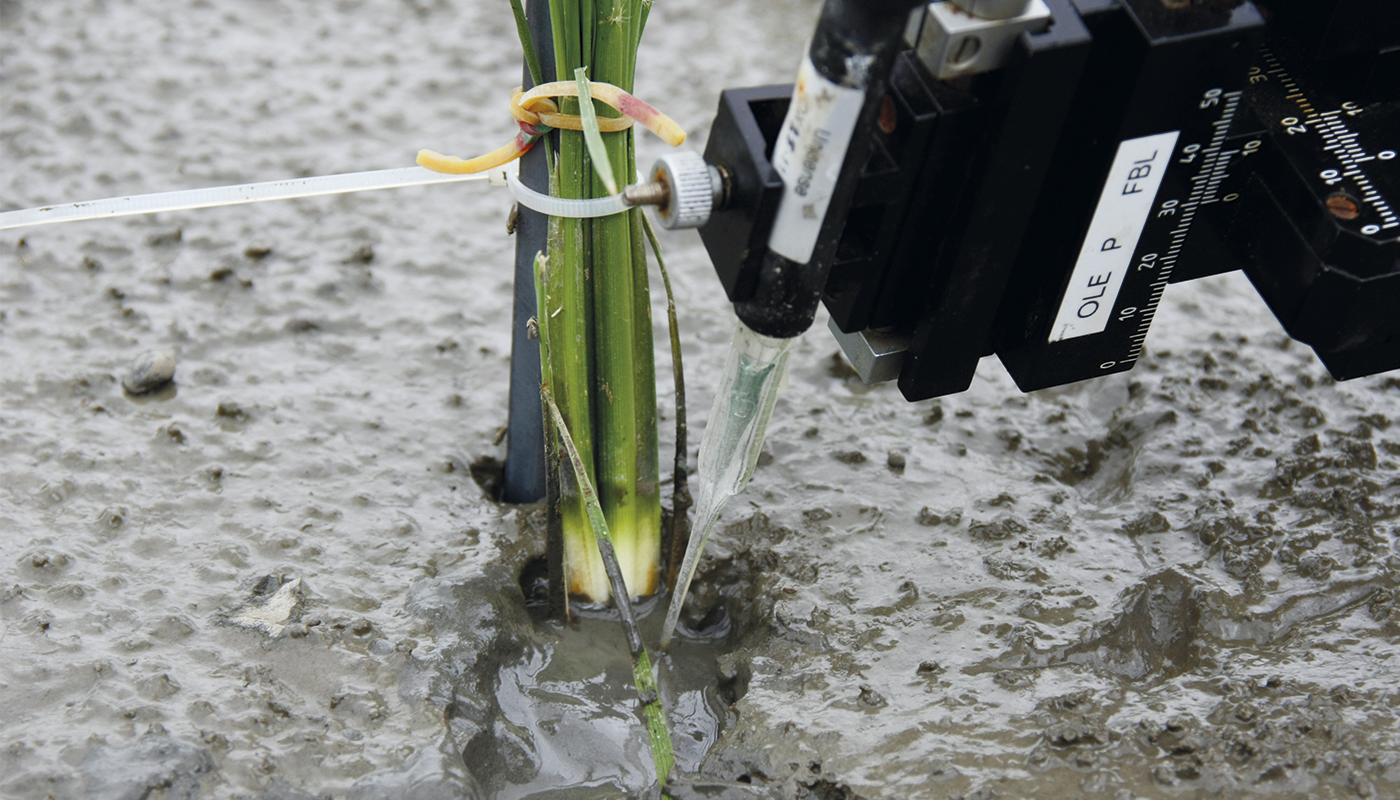 Measuring in rhizosphere 2_1400x800