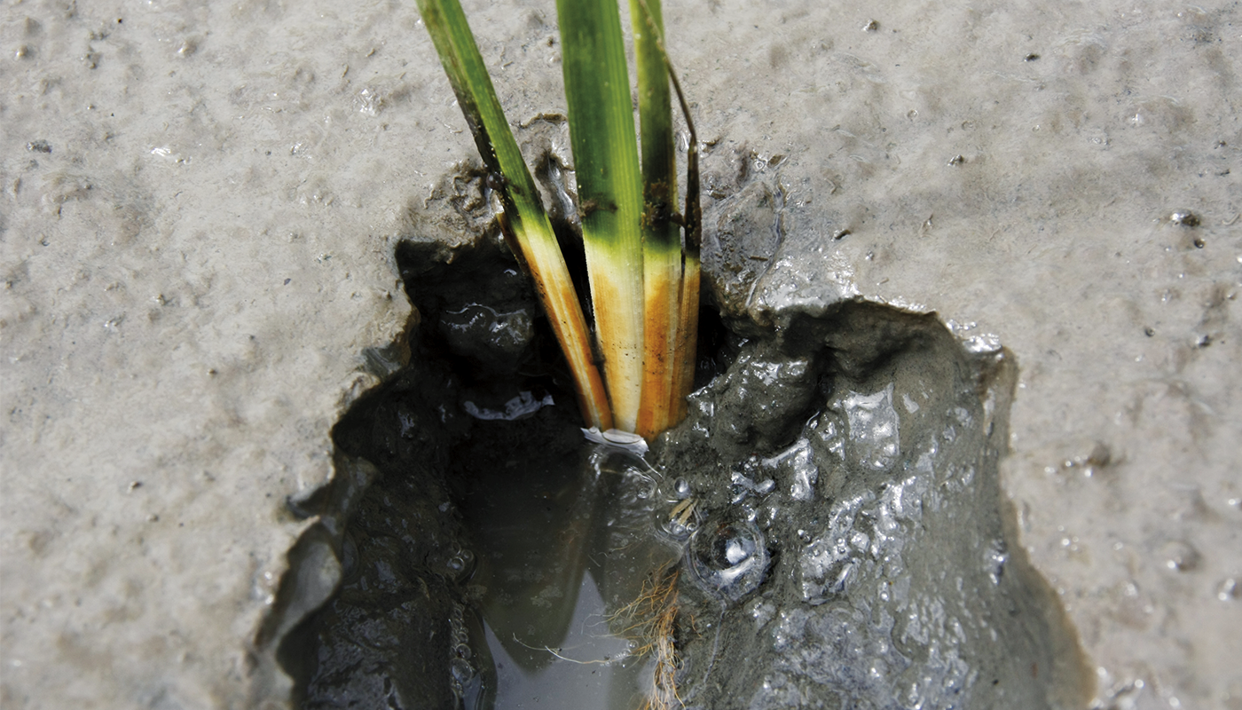 Measuring in rhizosphere_1400x800