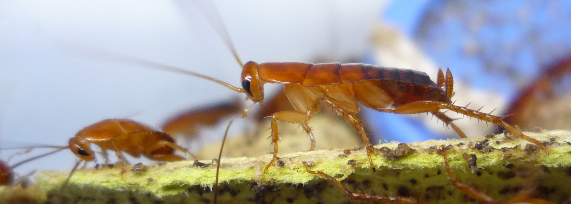 Microsensors in the gut of insects