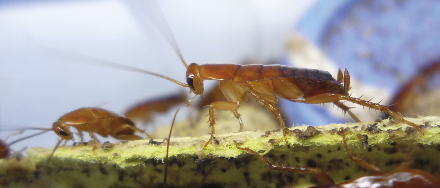 Microsensors in the gut of cockroaches_1400x600