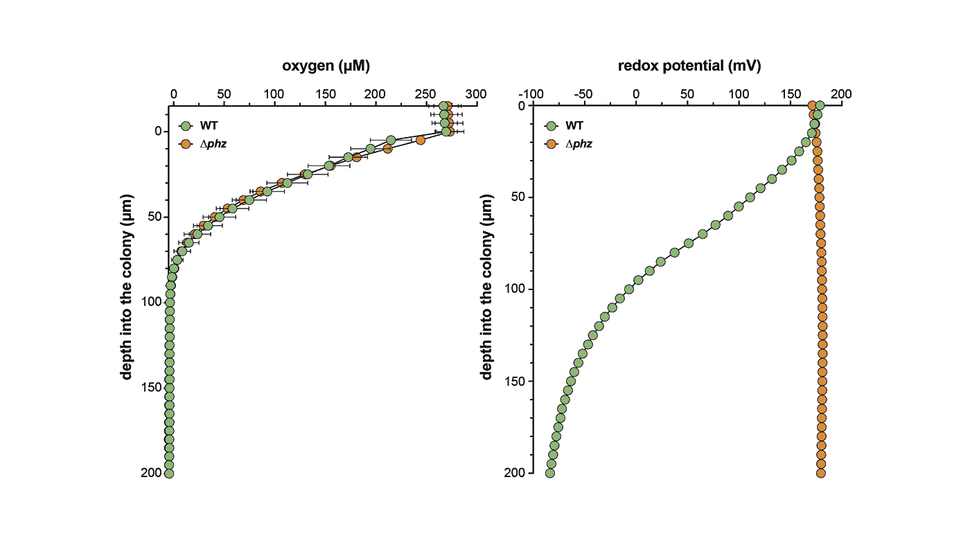 O2 + RD potential in p. aeruginosa figure_1400x800