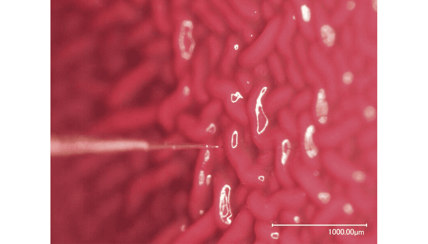 O2 + RD potential in p. aeruginosa – sensor in sample_1400x800