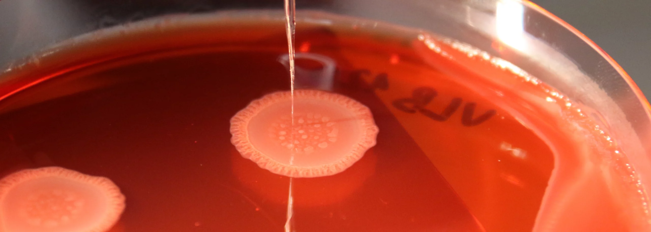 Biofilm – Oxygen and redox potential in P. aeruginosa