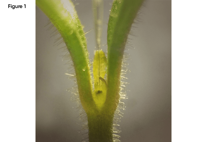 Fig1_Plant shoot apical meristem_700x480