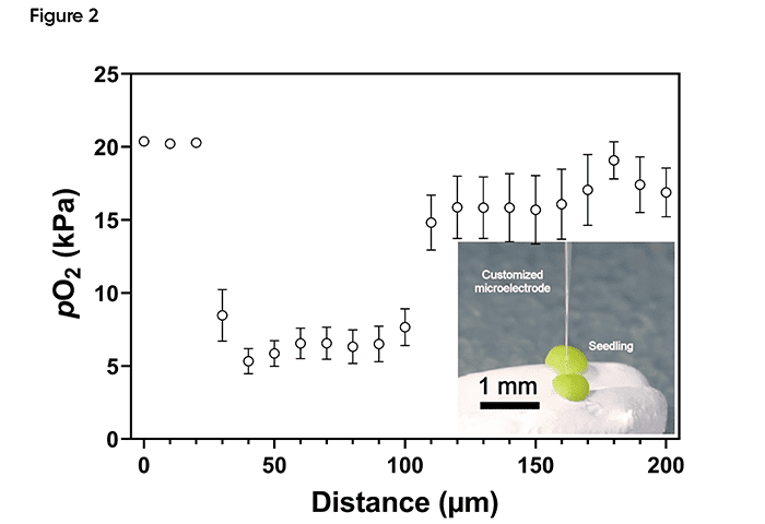 Fig2_Plant shoot apical meristem_700x480