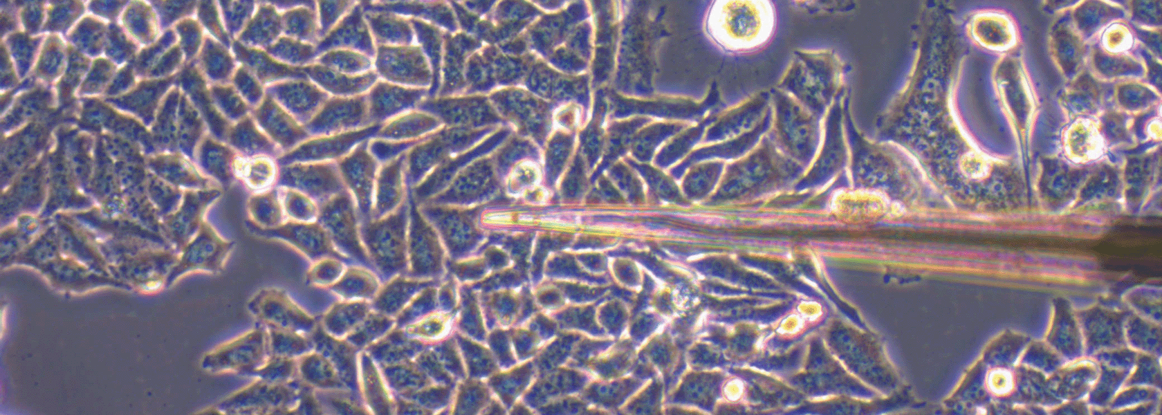 Cell culture profiling