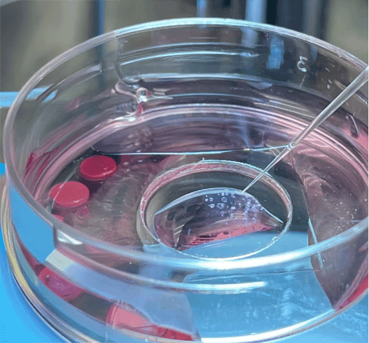 pH microelectrode measuring in media