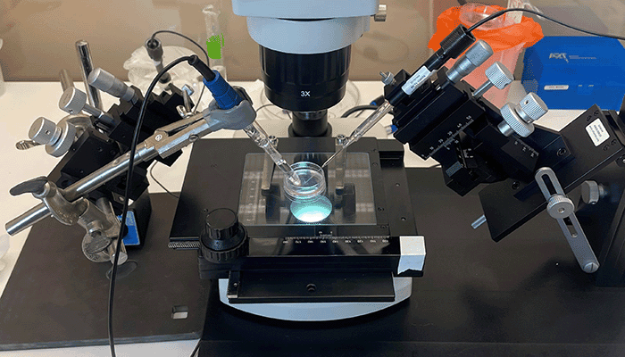 Profiling pH in Gastrointestinal Human Organoids