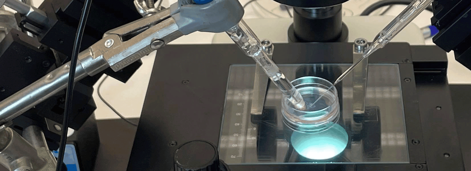Measuring pH in organoids